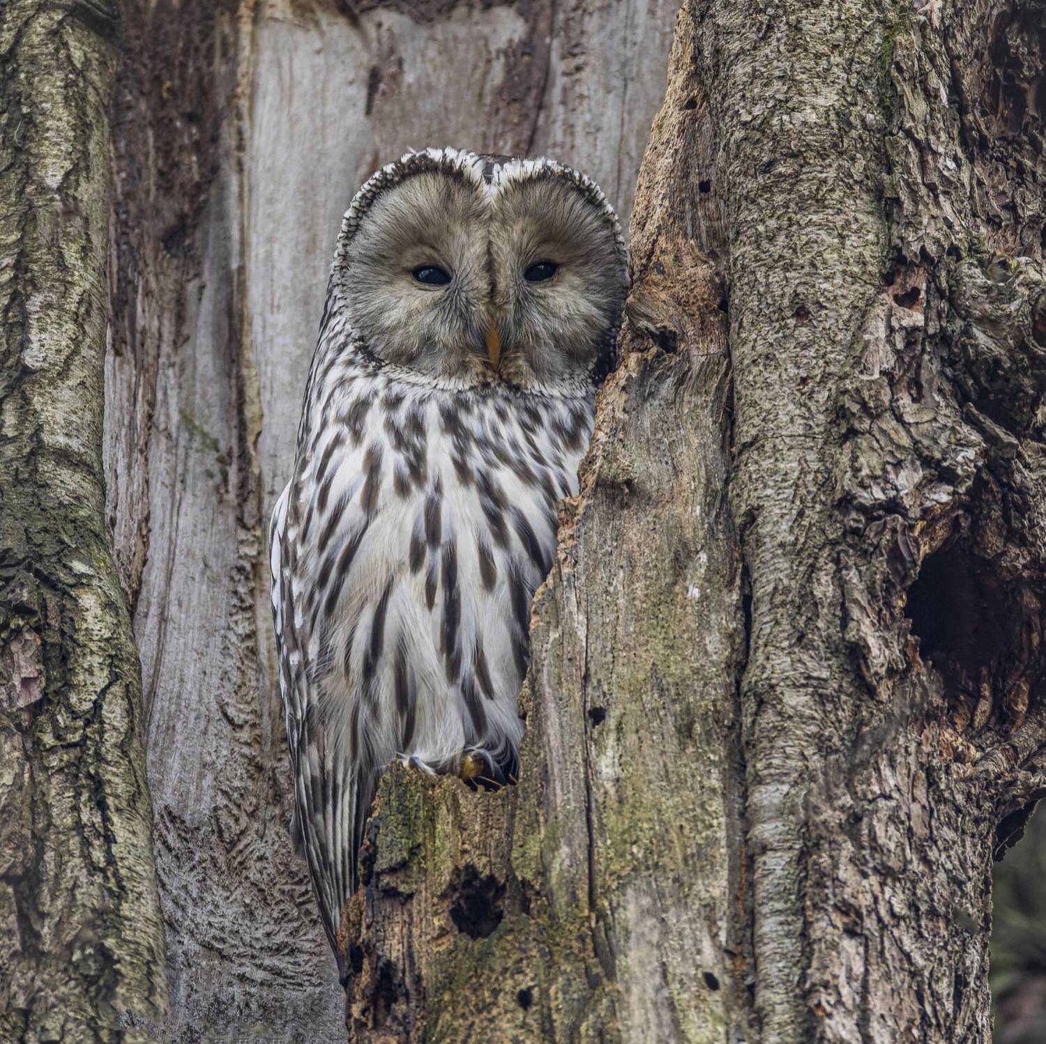 длиннохвостая неясыть, сова, птицы, уральская неясыть, Руслан Pl