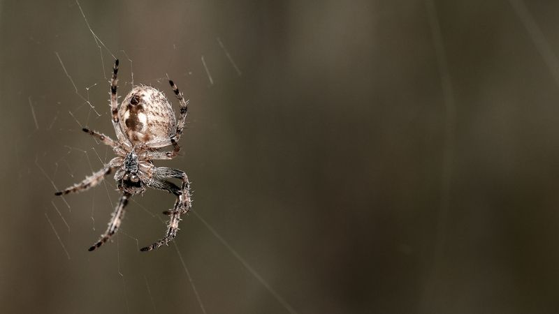 Ночной охотник фото превью