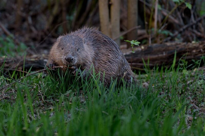 Бобер фото превью