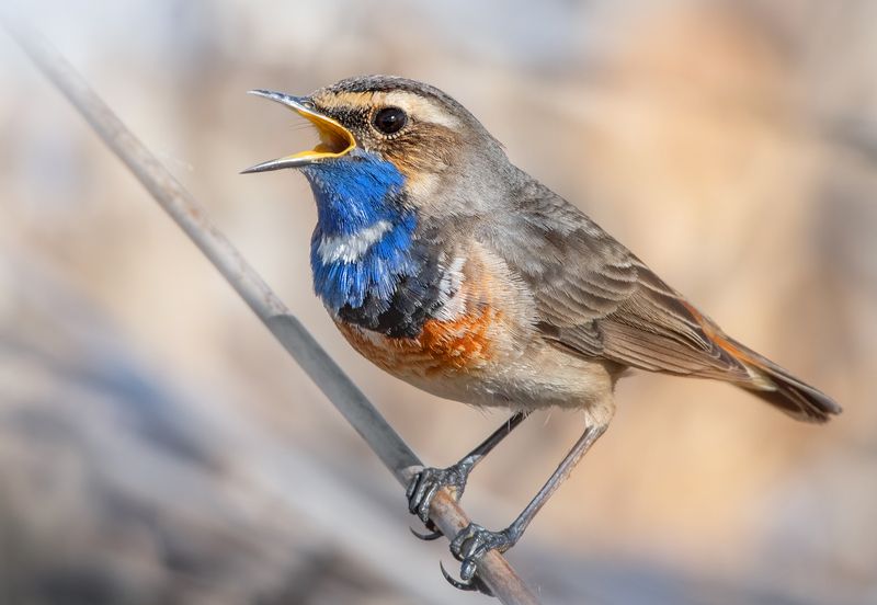 Варакушка Luscinia svecica фото превью