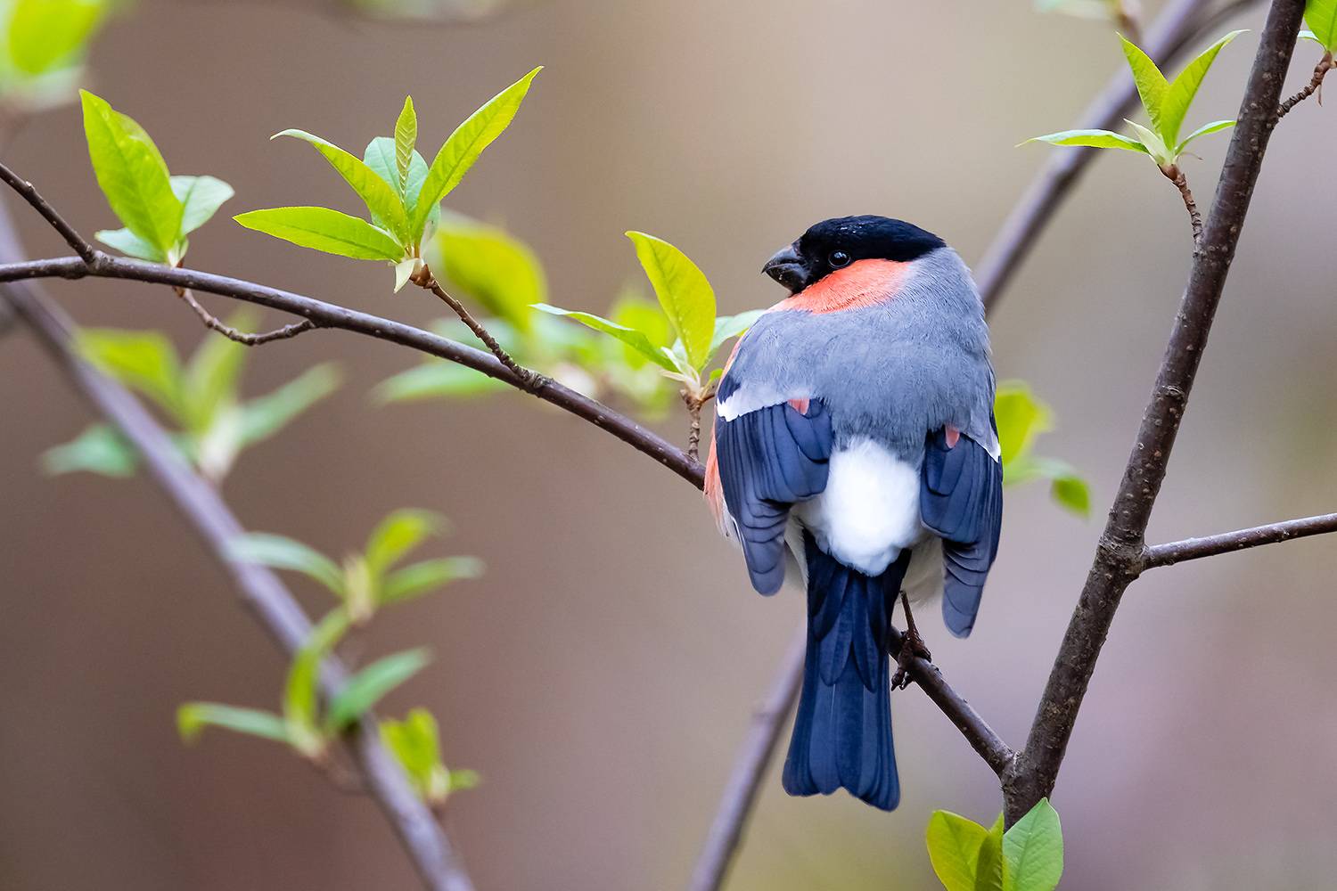, Абросимов Александр