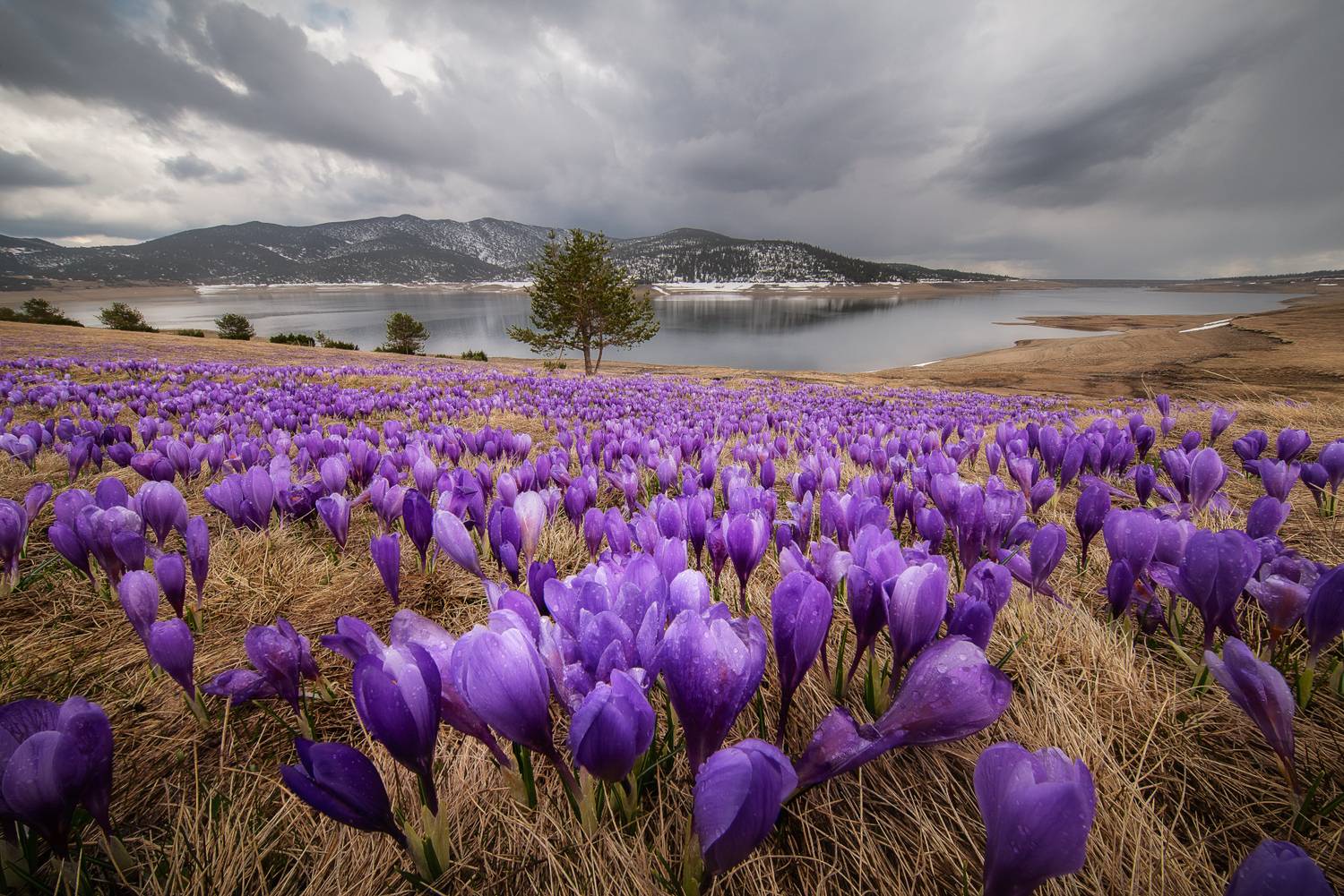 , Mariyana Atanasova - Lucero
