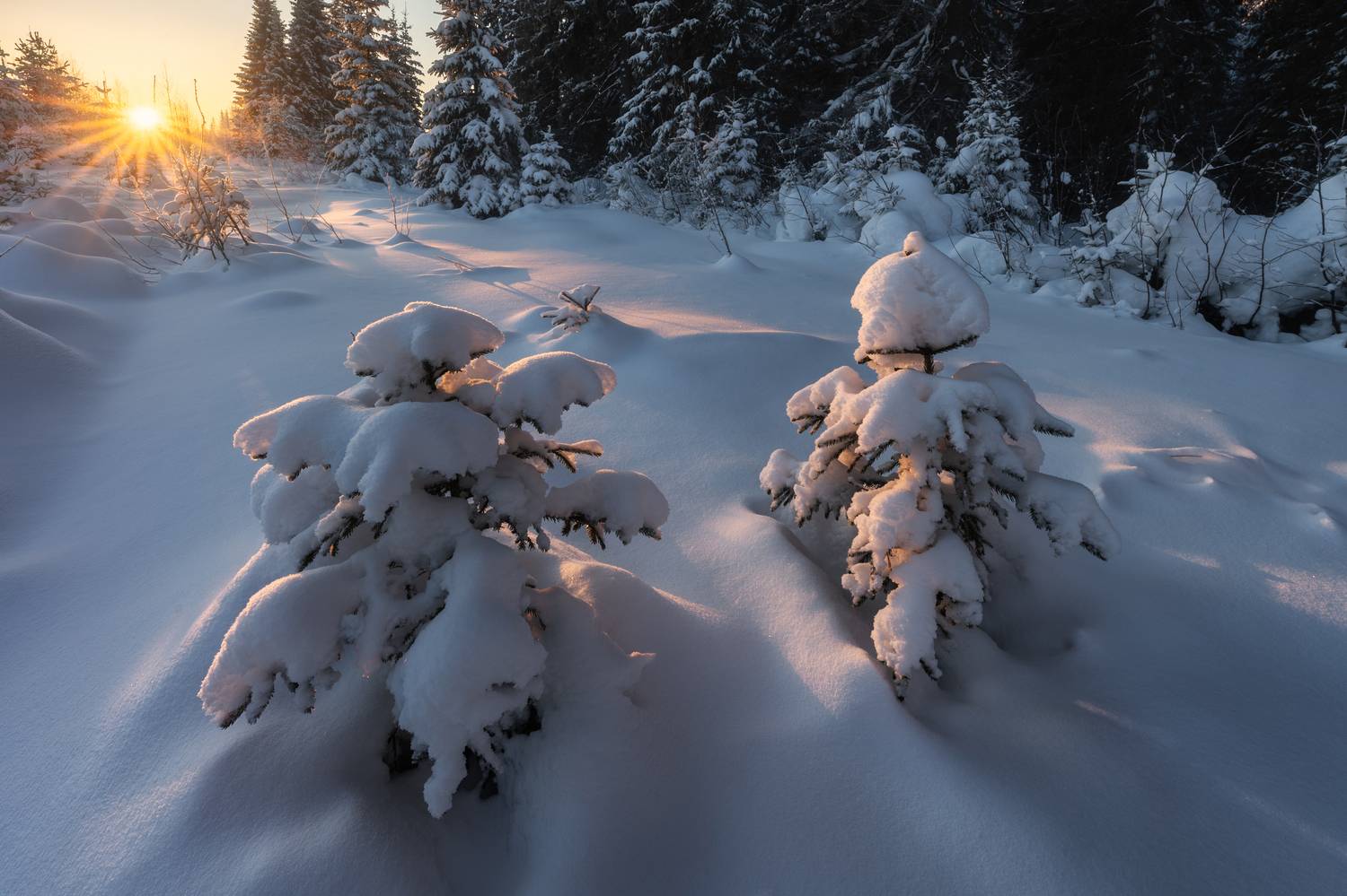 , Алексей Турчин