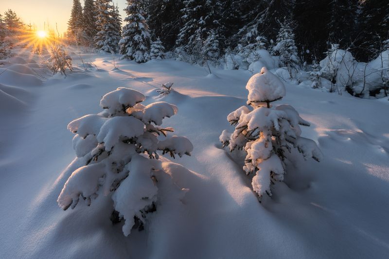 Парочка простых и молодых елей. фото превью
