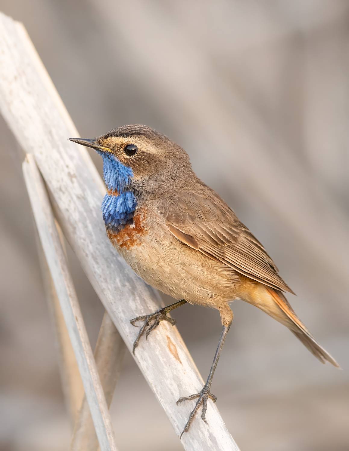 животные, птицы, природа, дикая природа, nature, wildlife, canon, Пронин Денис