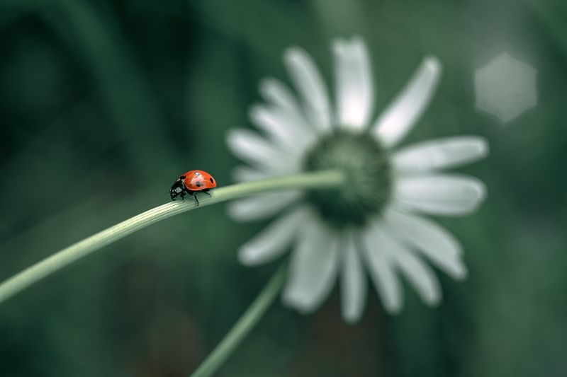 ... фото превью