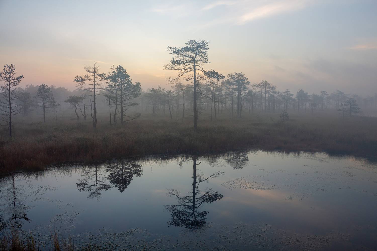 , Комарова Вера