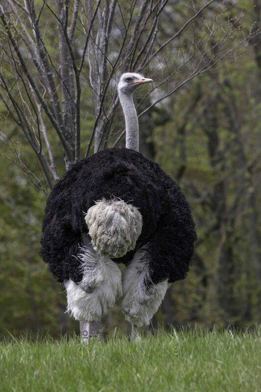 Ostrich фото превью