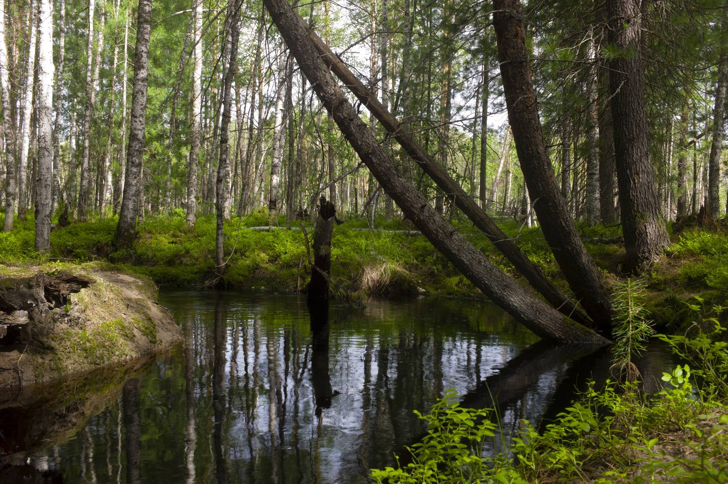 , Михаил Дронов
