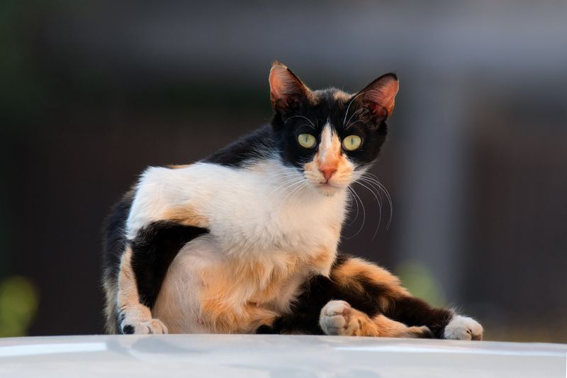 *Бездомная... фото превью