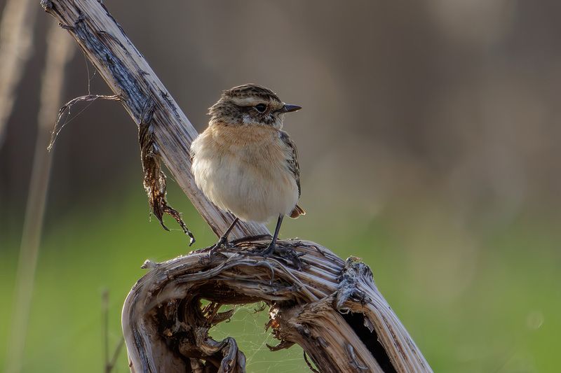 луговой чекан Луговой чекан фото превью