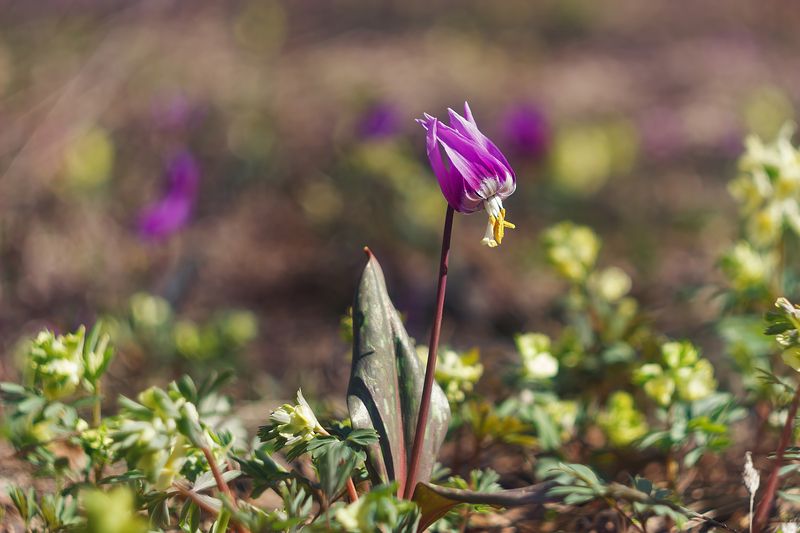 Пробуждение . фото превью