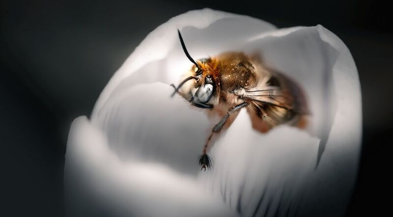 Цветочный плен фото превью