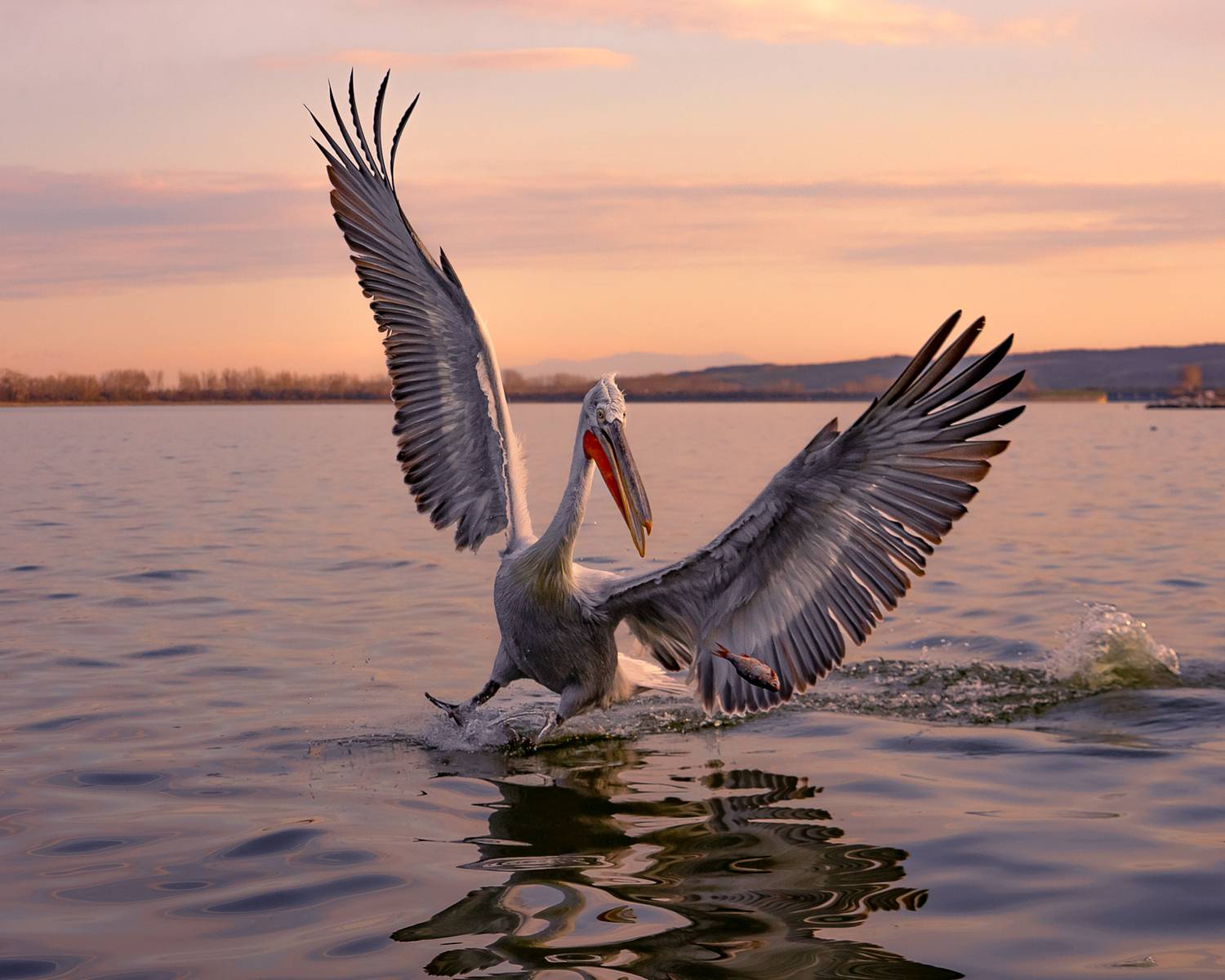 далматинский, кудрявый пеликан, птицы, dalmatian, pelican, birds, Оксана Дорн