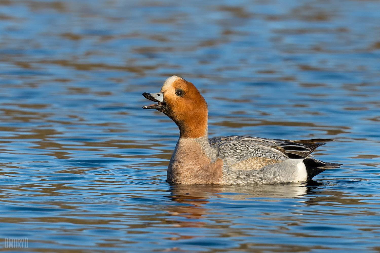 свиязь,, Дмитрий Доронин