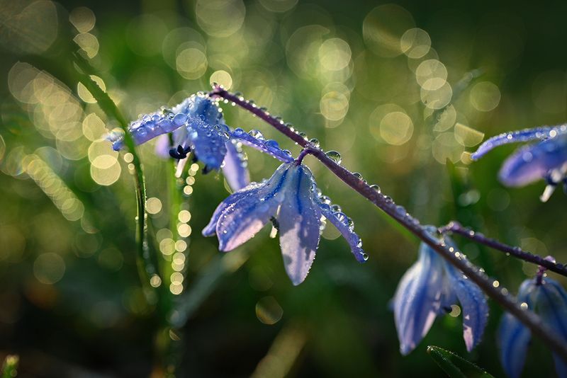 Первоцвет фото превью
