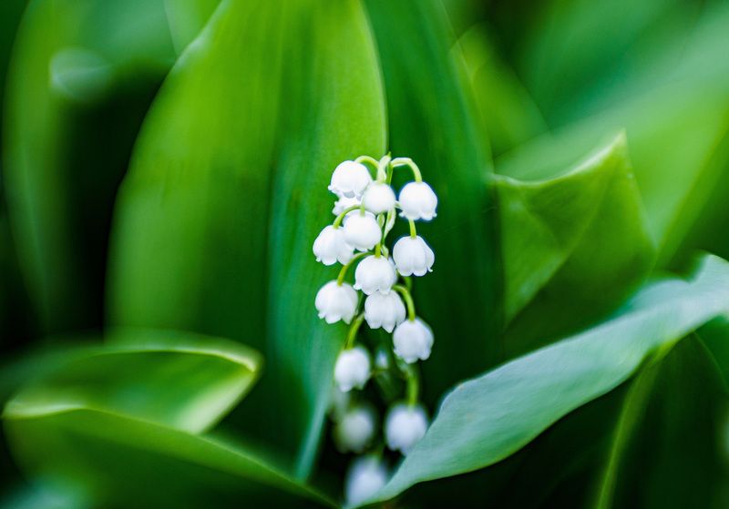 Ландыш фото превью