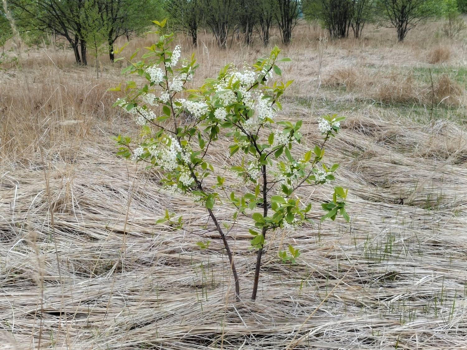 , Кондрашова Светлана