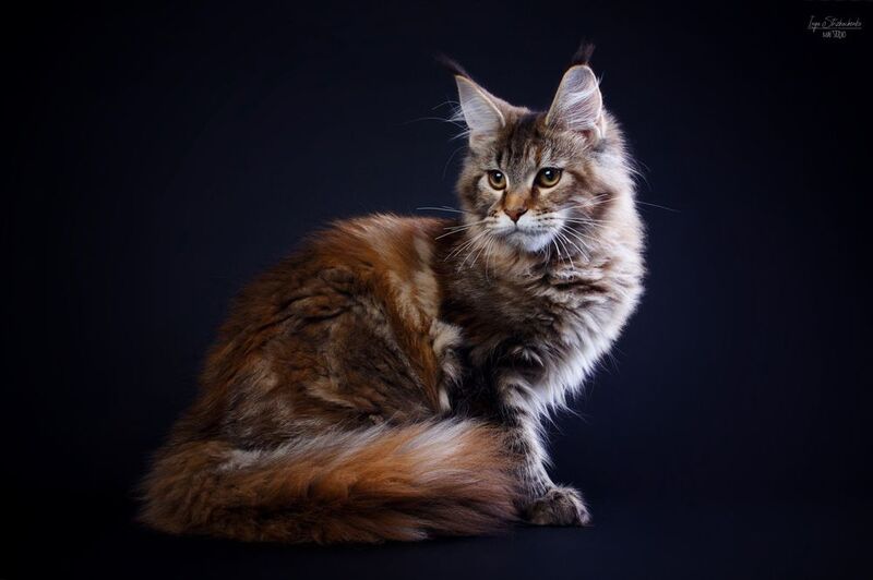 Вива фото превью