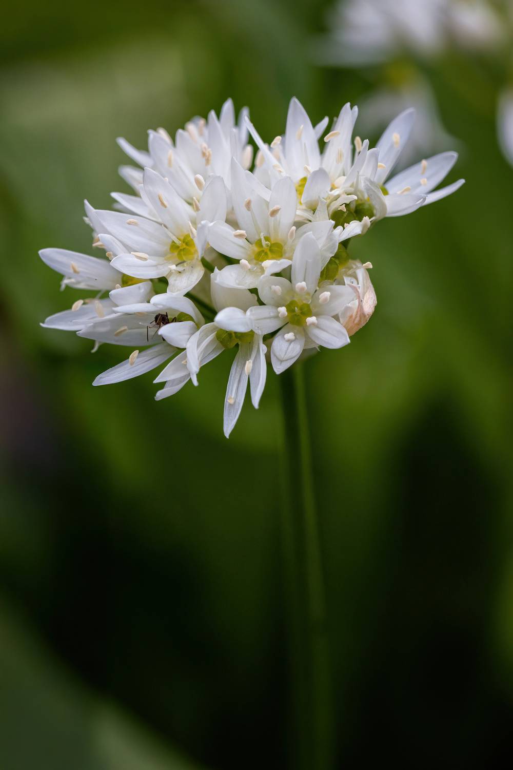 , Стоименова Бистра