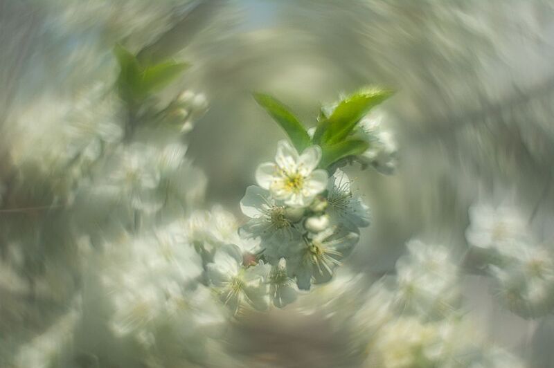 Белый вальс. фото превью