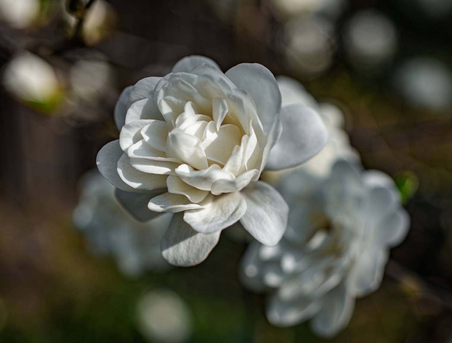 , Курлянцев Алексей