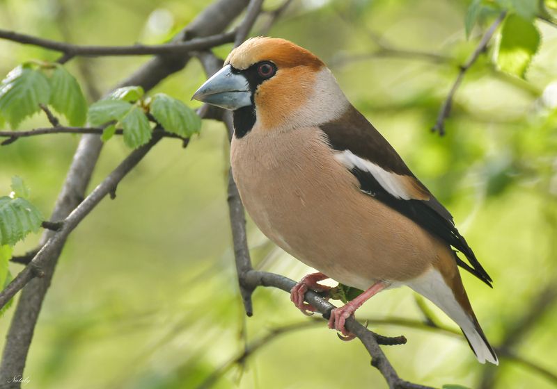 Дубонос фото превью