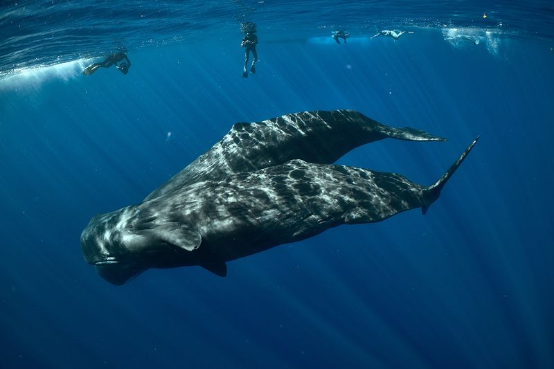 *** фото превью