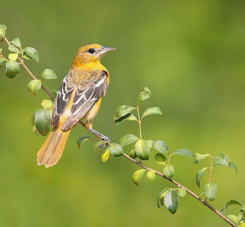 Baltimore Oriole, female - Самка. Балтиморская иволга