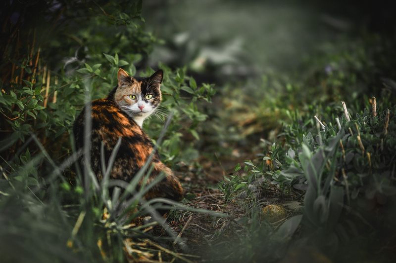 Кошка фото превью