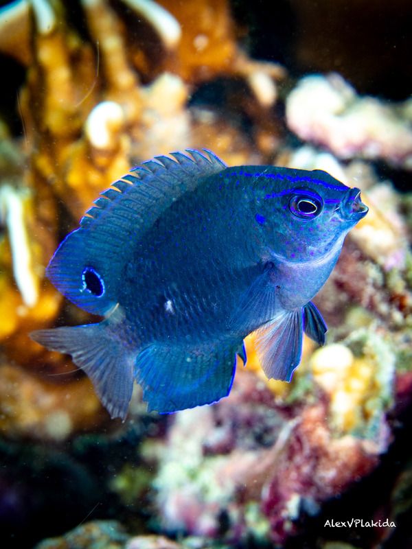Девушка которая поет фото превью