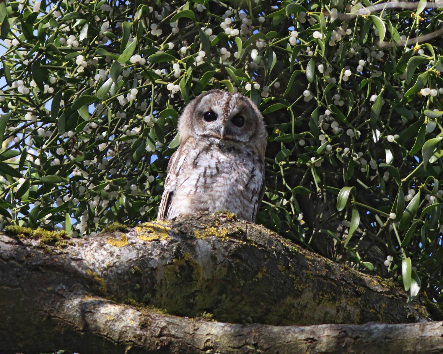 серая неясыть, неясыть, сова, совёнок, strix aluco, tawny owl, owl, парк имени макса ашманна, Бондаренко Георгий