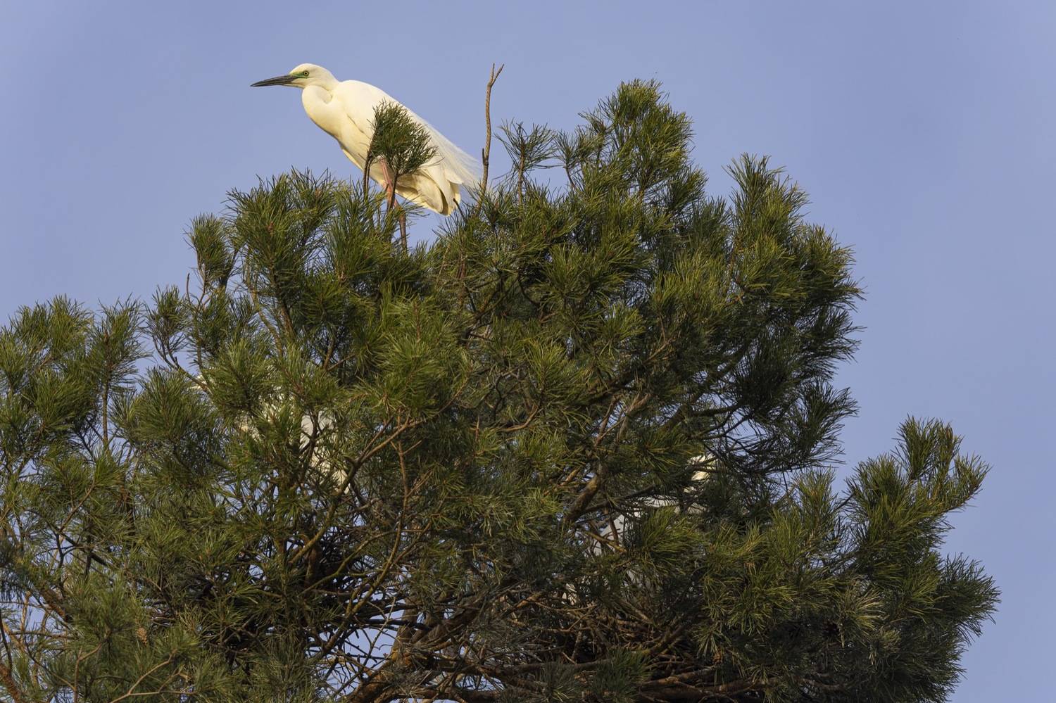 белая цапля, гнездо, птицы, цапля, Руслан Pl