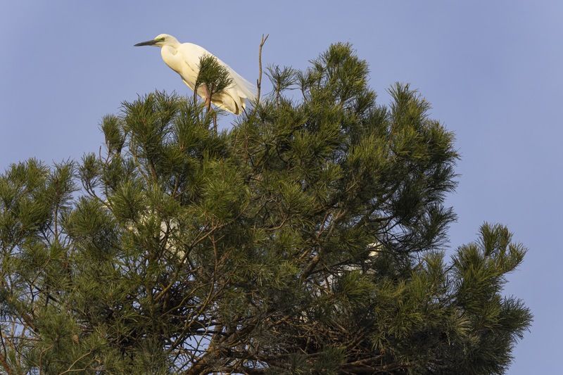 белая цапля, гнездо, птицы, цапля Цапли на гнездах фото превью