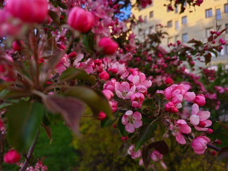 фото превью