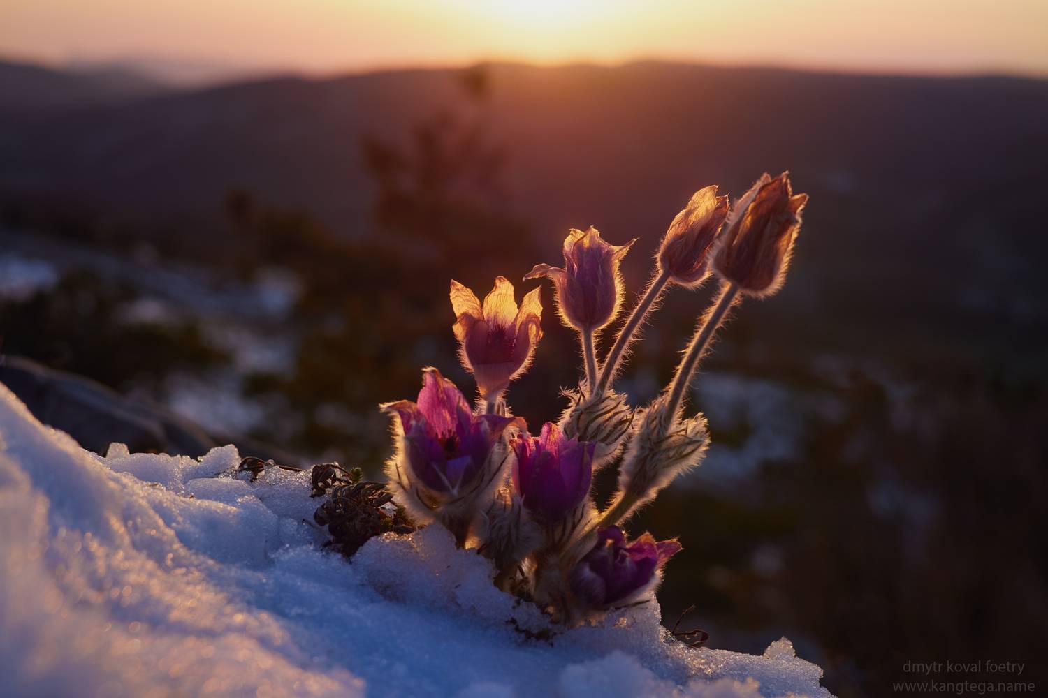 пейзажемагьё, пейзаж-как-виденье, Коваль Дмитр