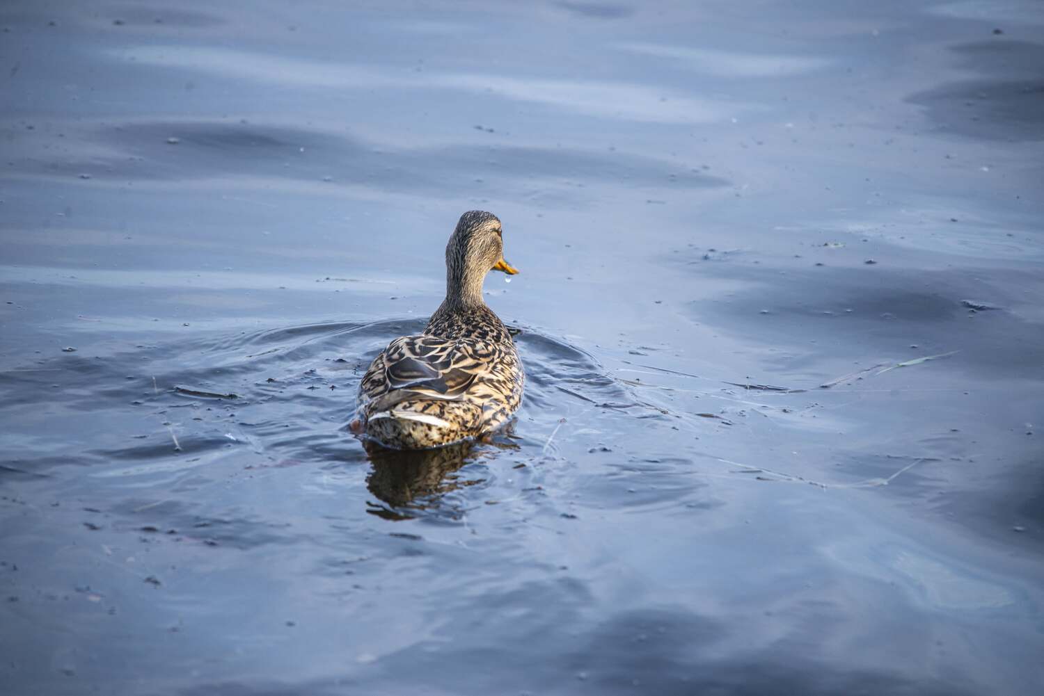 , Ольга Лукахина