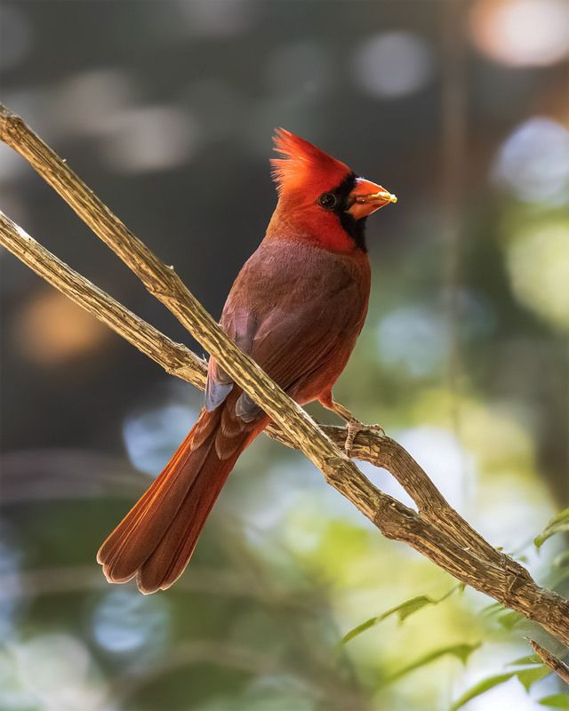 Красный кардинал фото превью