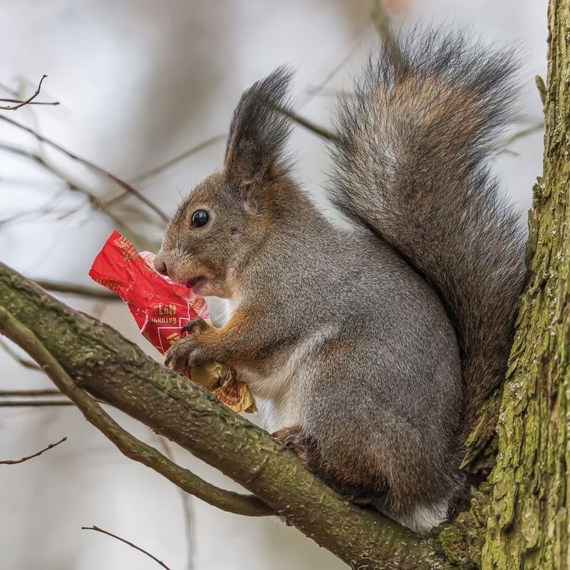 белка, конфета, белочка Реклама Рот Фронта) фото превью