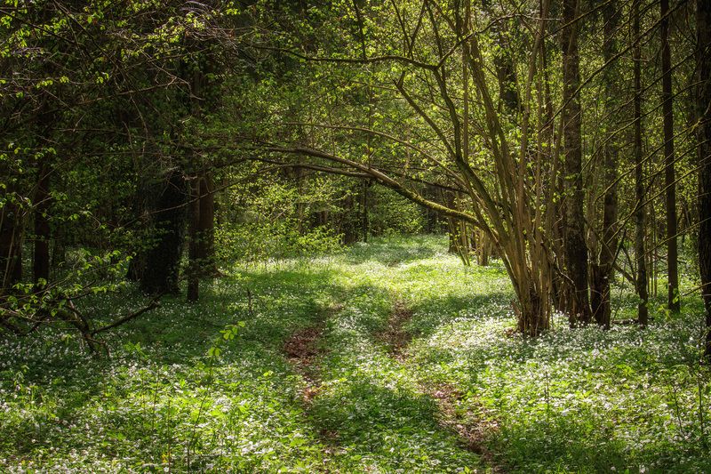 В весеннем лесу фото превью