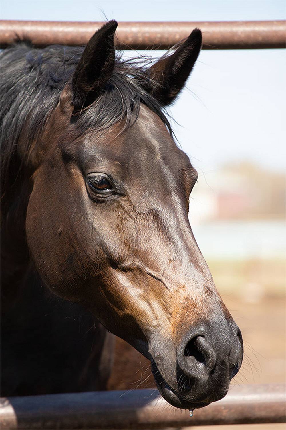 , Чудинин Дмитрий