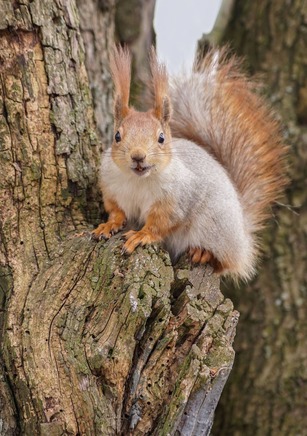 Белка, Чепленко Алексей