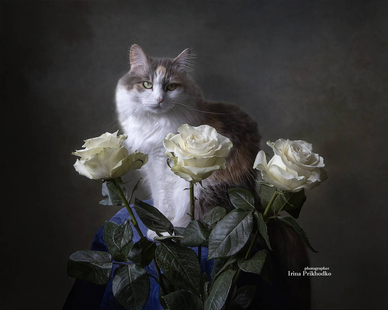домашние животные, кошки, питомцы, модели, розы, цветы, Приходько Ирина