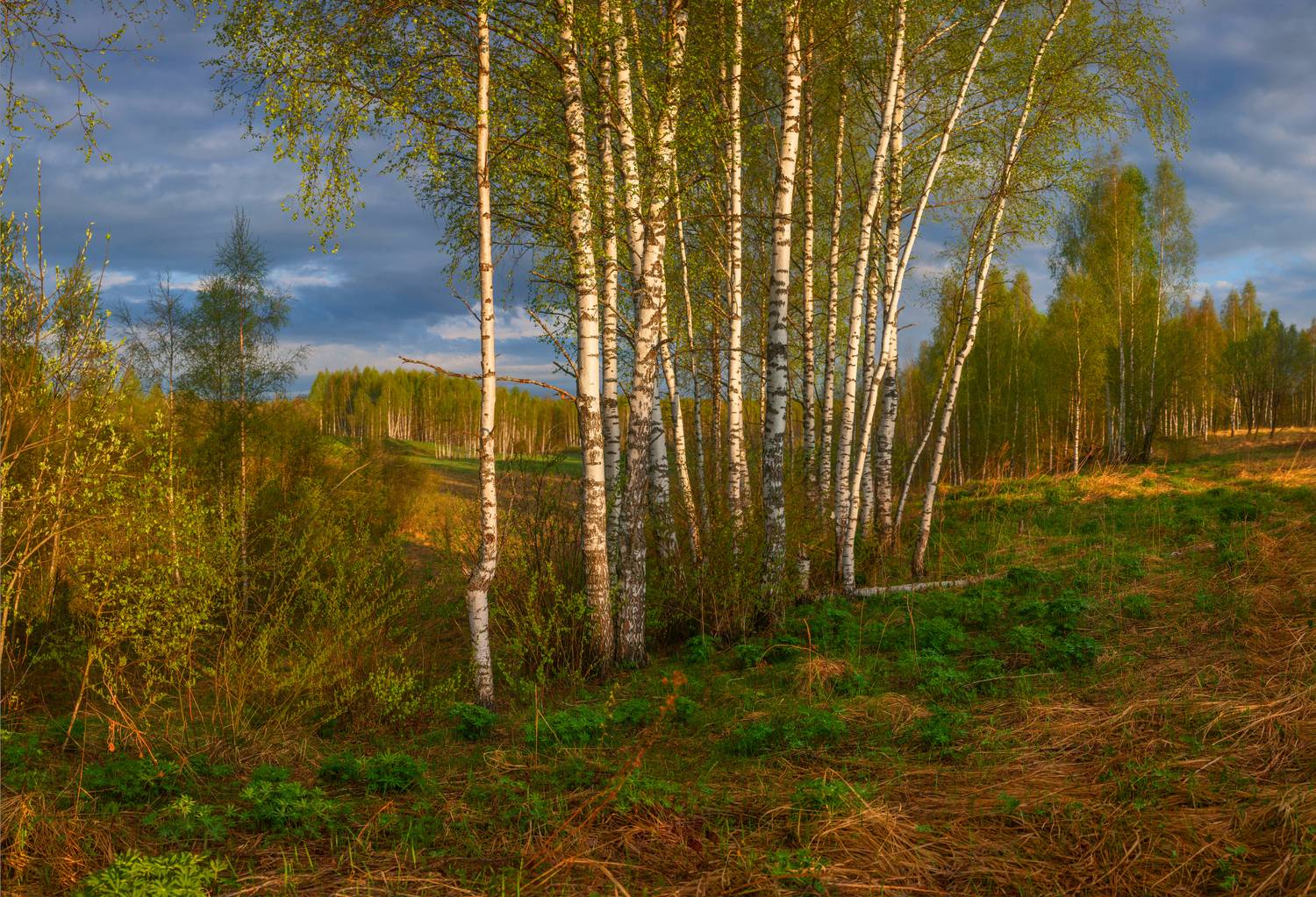 весна. лес, Свистков Александр