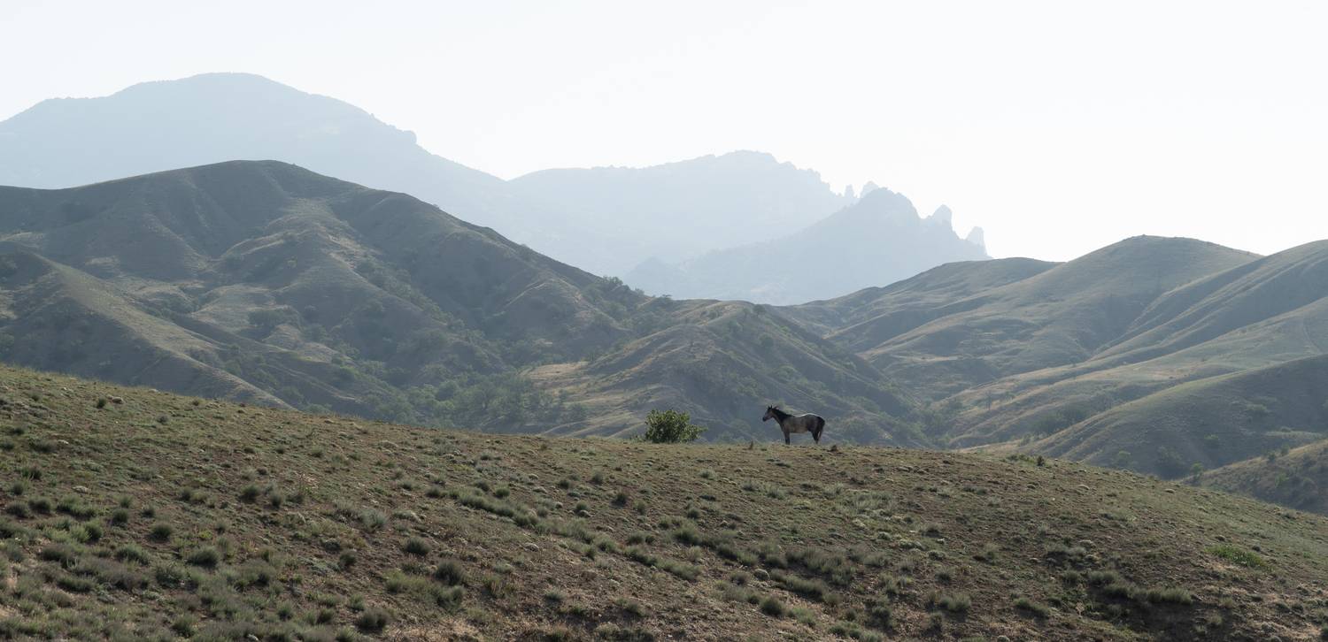 Россия, Крым, Курортное, Лисья бухта, Эчки-Даг, жеребёнок, Киммерия, Гаврилов Юрий