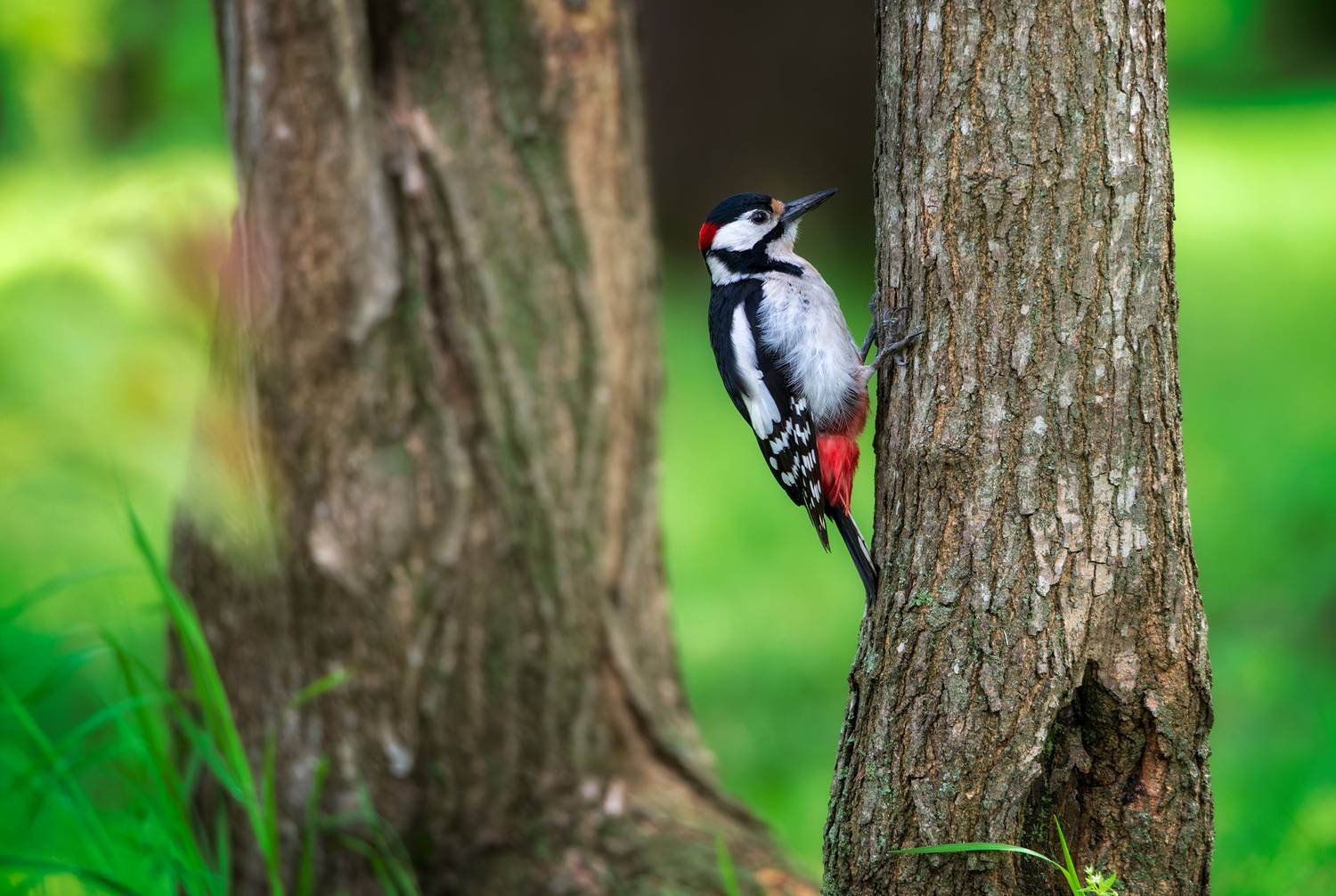 , Сергей Тихомиров