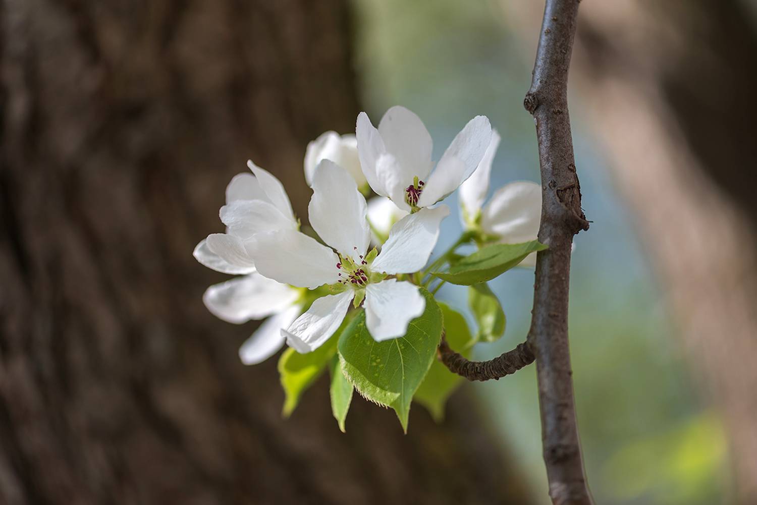 , Наиля Гарифуллина