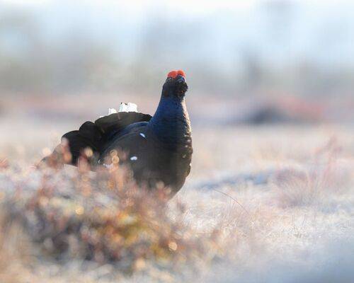 Тетерев на току