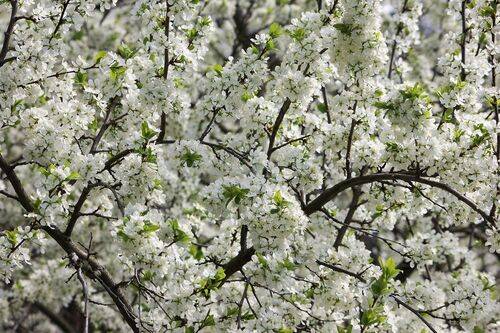 Белые кружева