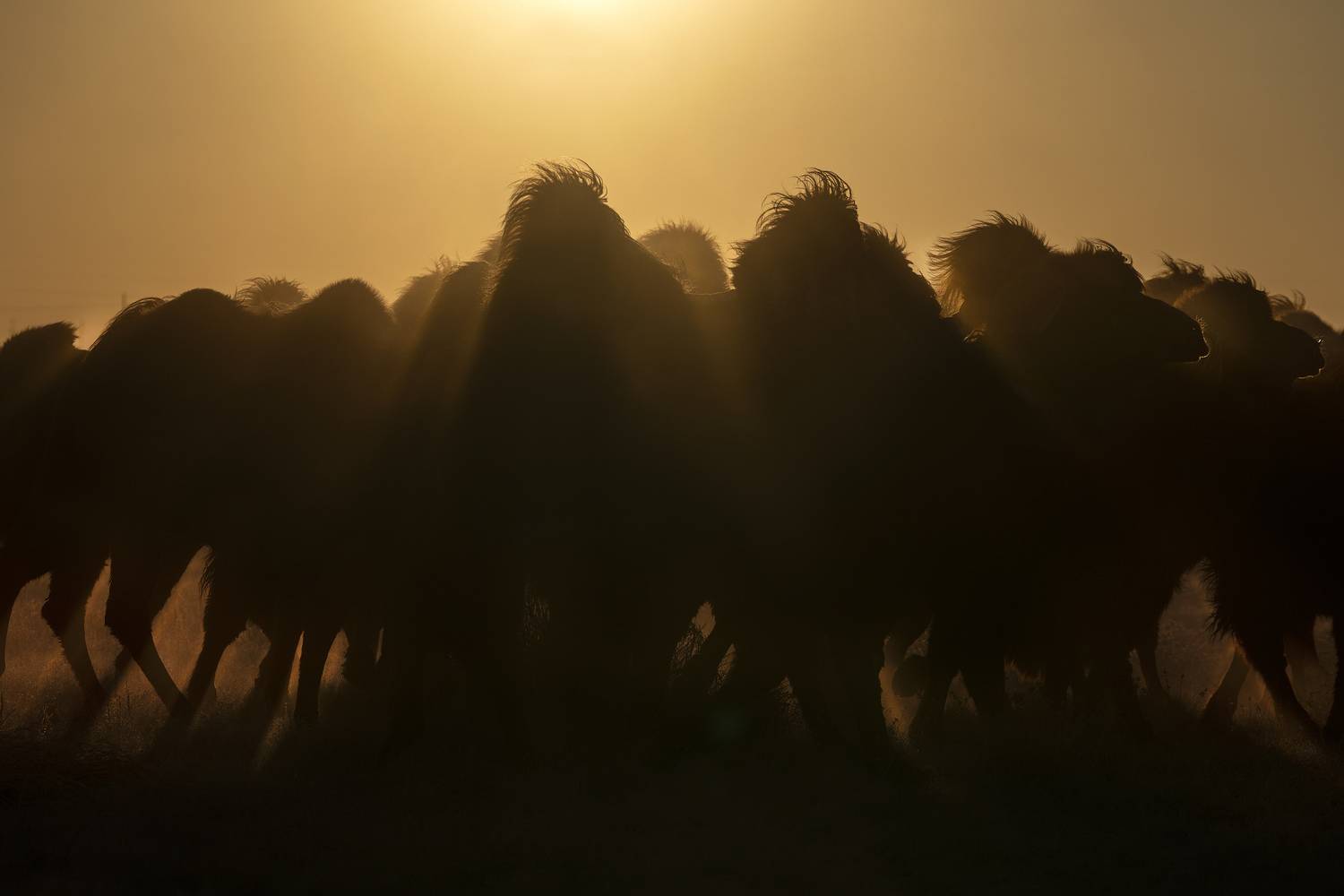 Mongolian camel winter festival, ganzorig miimaa